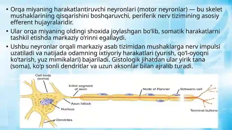 orqa miya harakatlantiruvchi neyronlarining turlari 3