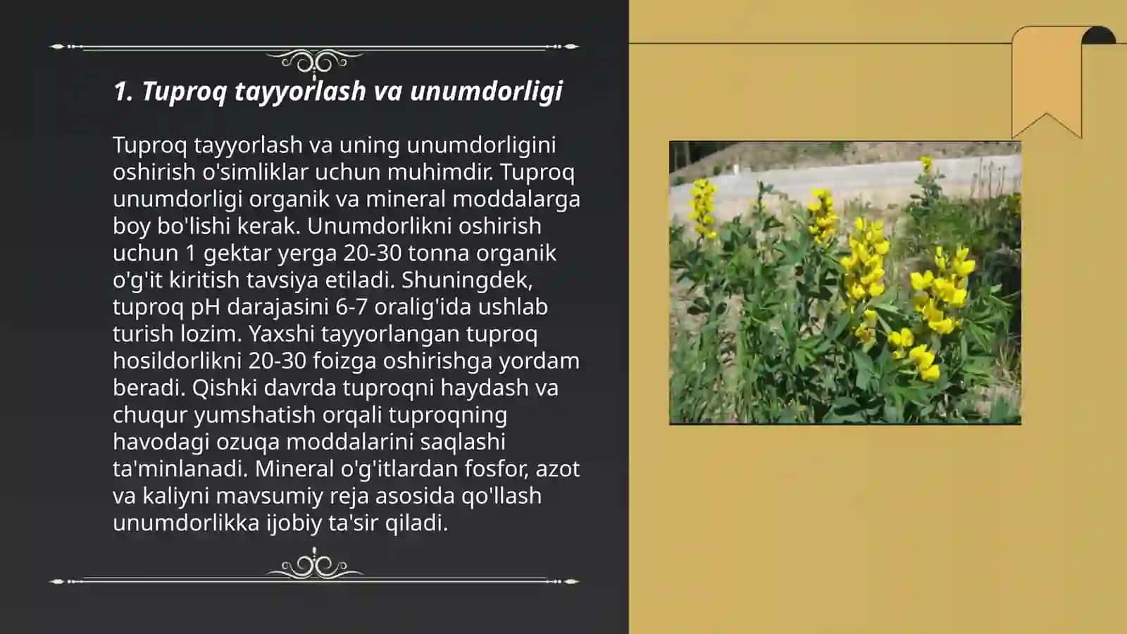 Xabatgulli afsonak ( Termopsis ocherednotsvetkoviy) yetishtirish texnologiyasi 3