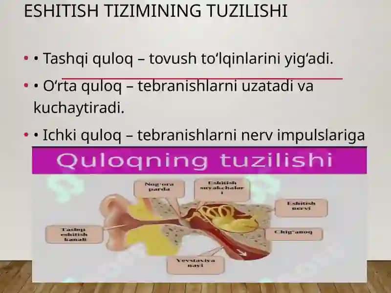 Eshitish biofizikasi elementlari. Ultratovush va uni stomatologiyada qo‘llanishi 3