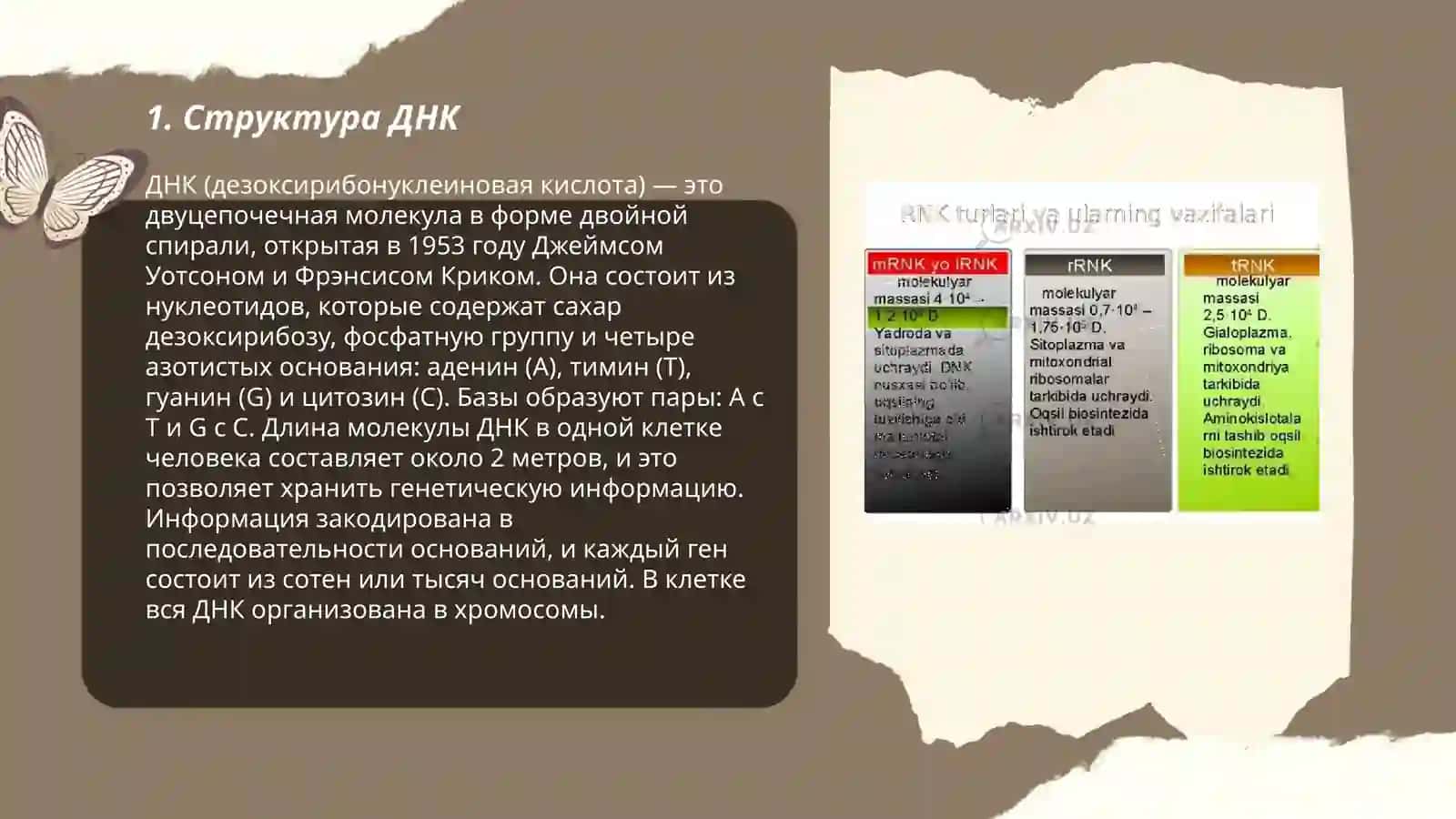 ДНК РНК 3