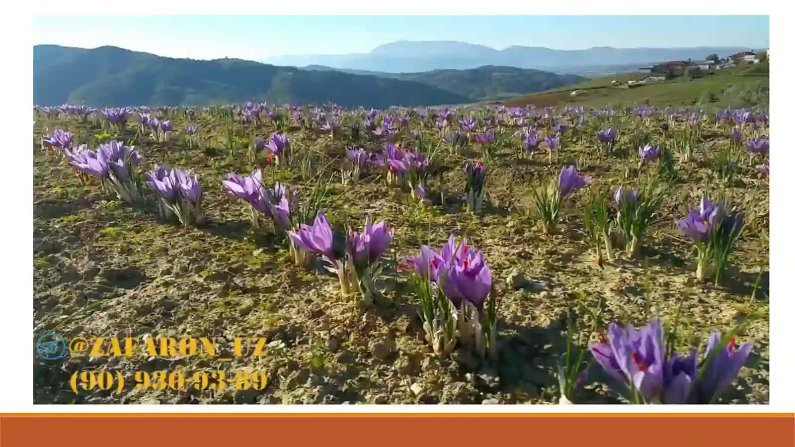 Ekma za'faron (Crocus sativus L.) YETISHTIRISH TEXNOLOGIYASI 3