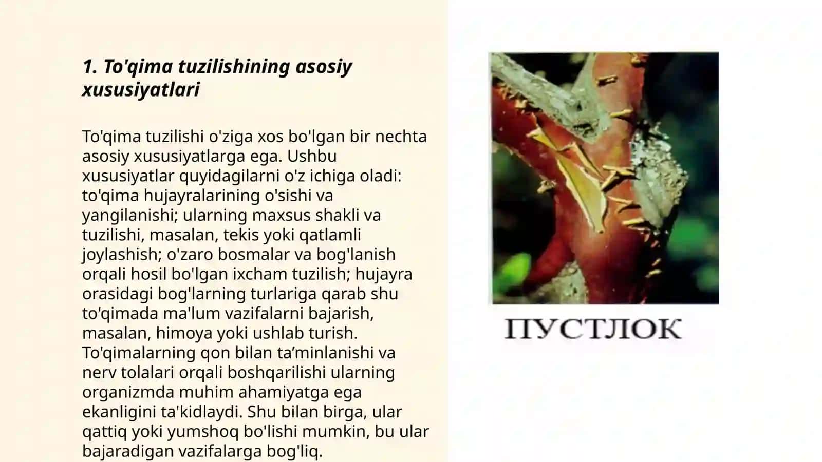 Qoplovchi toʻqimaning tuzilishi va ahamiyati 3