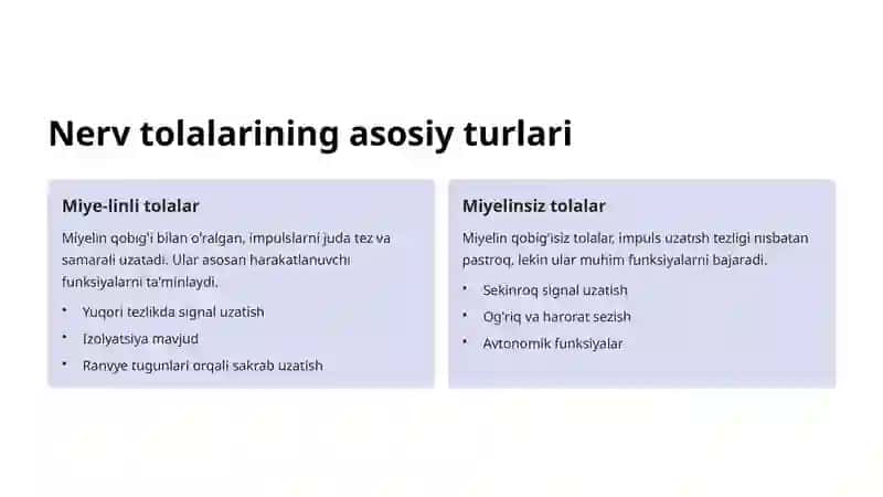 Nerv Tolalari Turlari: Tuzilishi va Funksiyalari 3