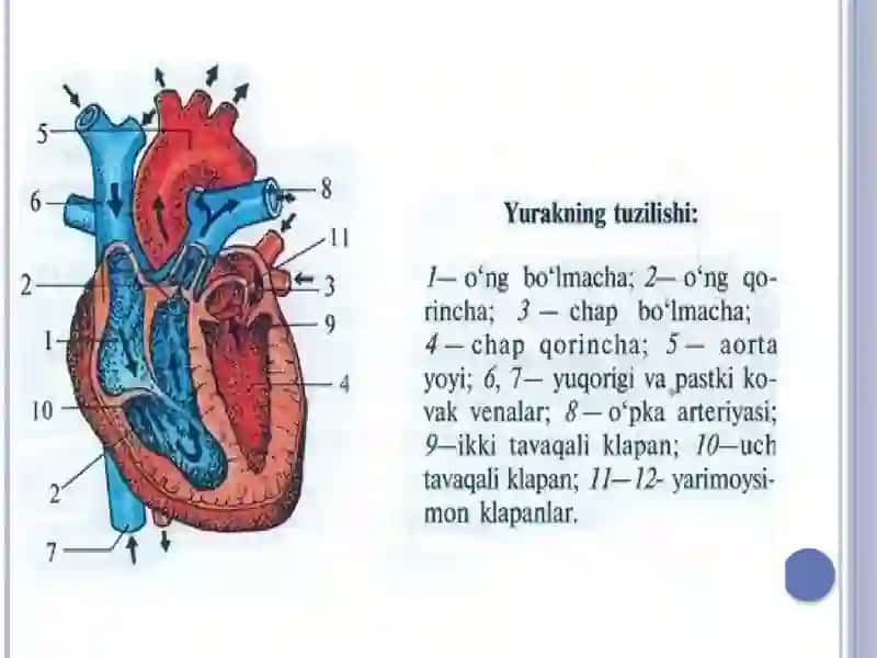 Yurak sistemasi ,qon bilan taminlanishi, qon aylanish doiralari yoshga qarab oʻzgarishi 3