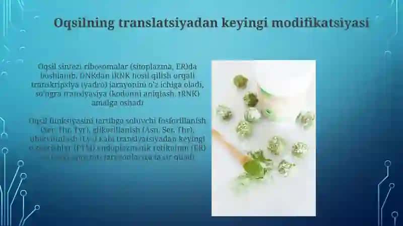 Oqsil biosintezi va uning genetik darajasidagi regulyatsiyasi 3