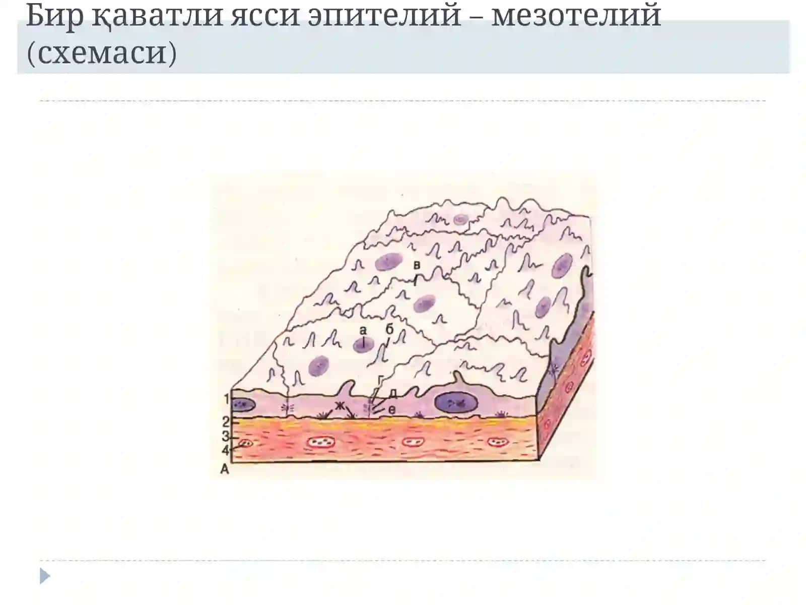Эпителийтўқимаси 3