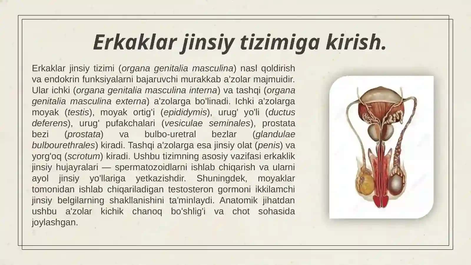 Erkaklar tanosil a'zolari, Ayollar tanosil a'zolari, Ularning yoshga qarab o'zgarishi. Oraliq topografiyasi va tuzilishi,chanoq va tanosil diafragmalarining jinsga nisbatan farqi. 3
