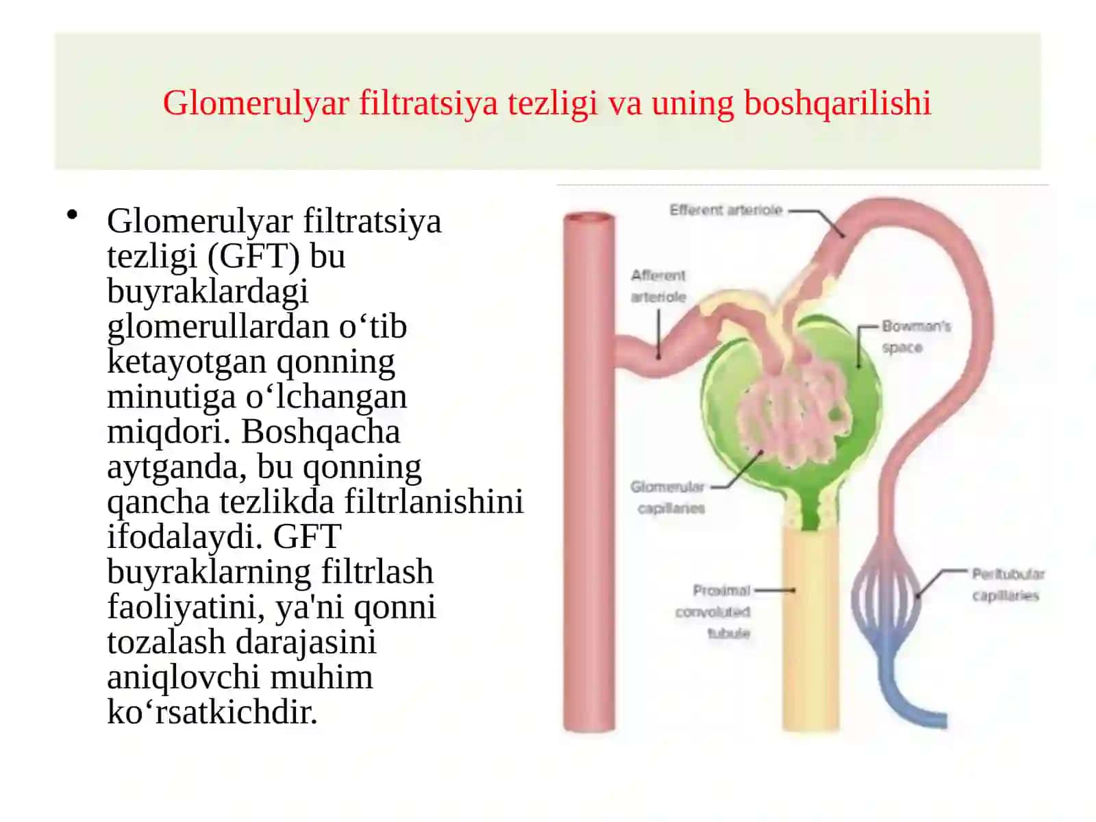 Buyrakfiziologiyasi: filtrlash, reabsorbsiya va sekretsiya 3