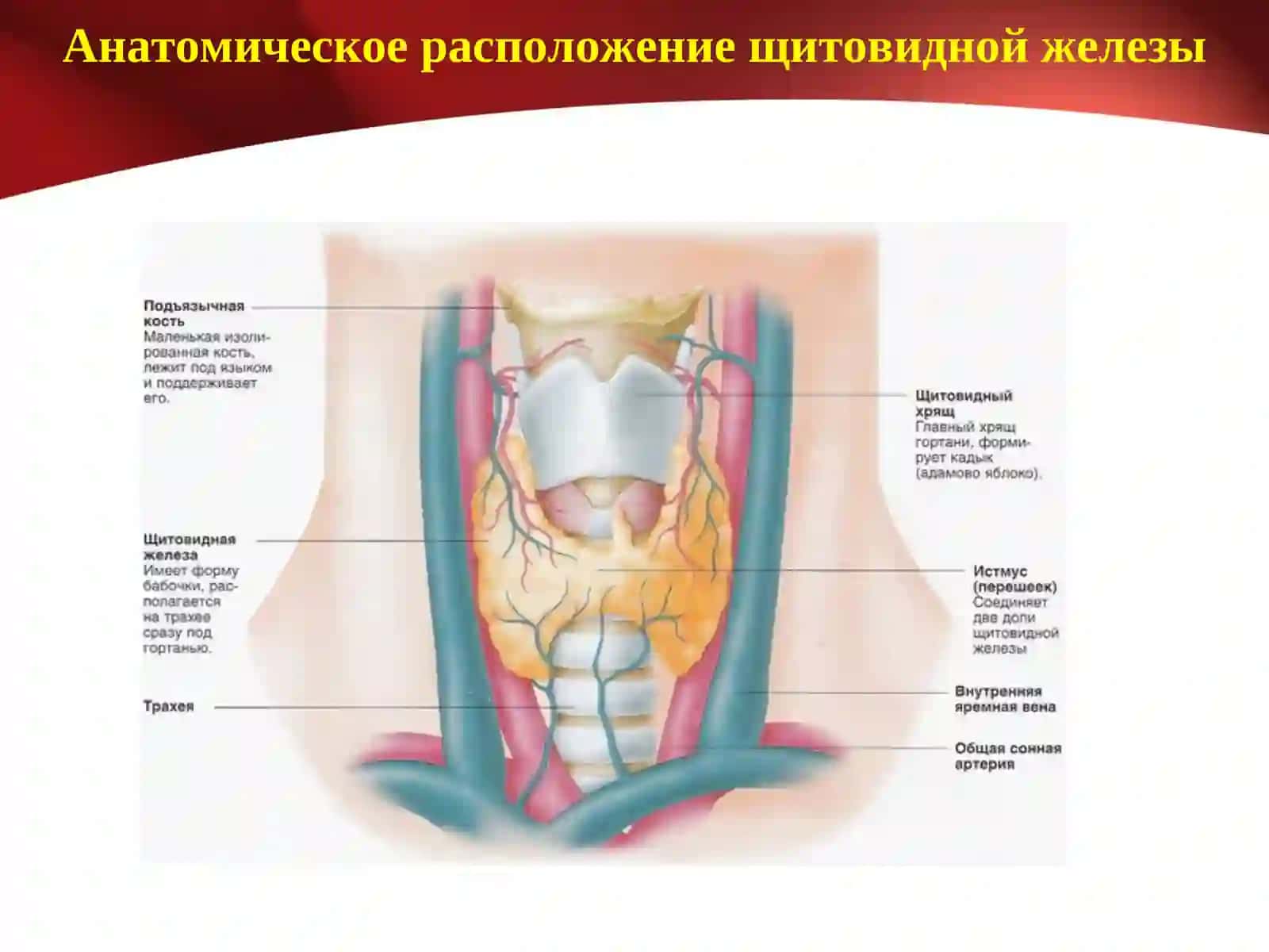 Тиреоидные гормоны 3