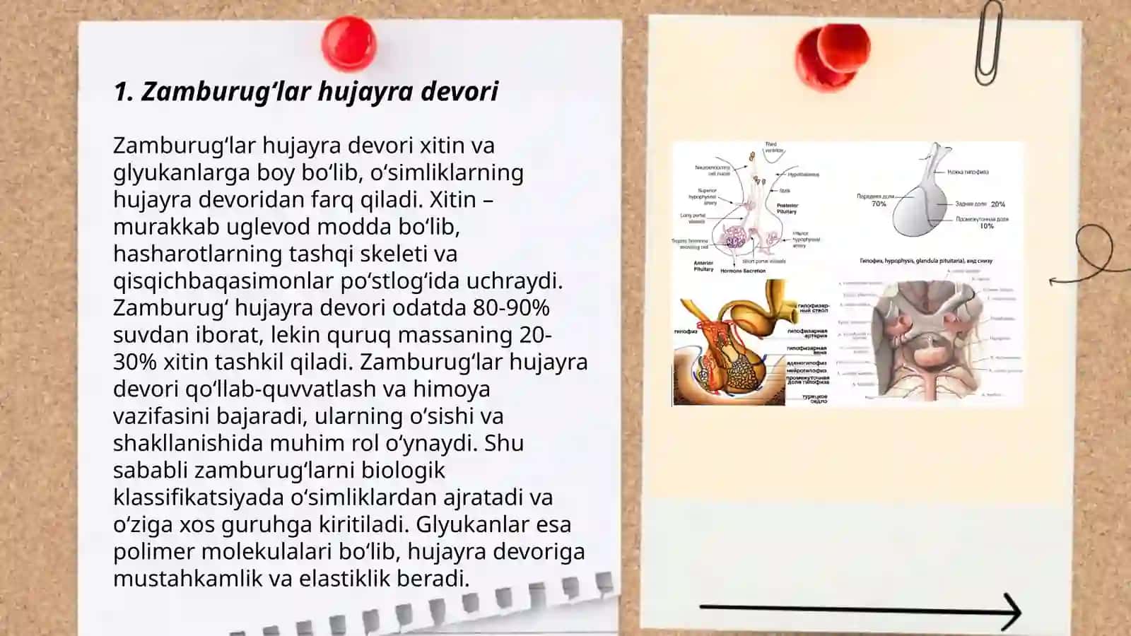 Zamburug'lar hujayra devori 3