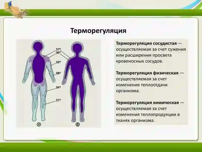 Termoregulyatsiya 3