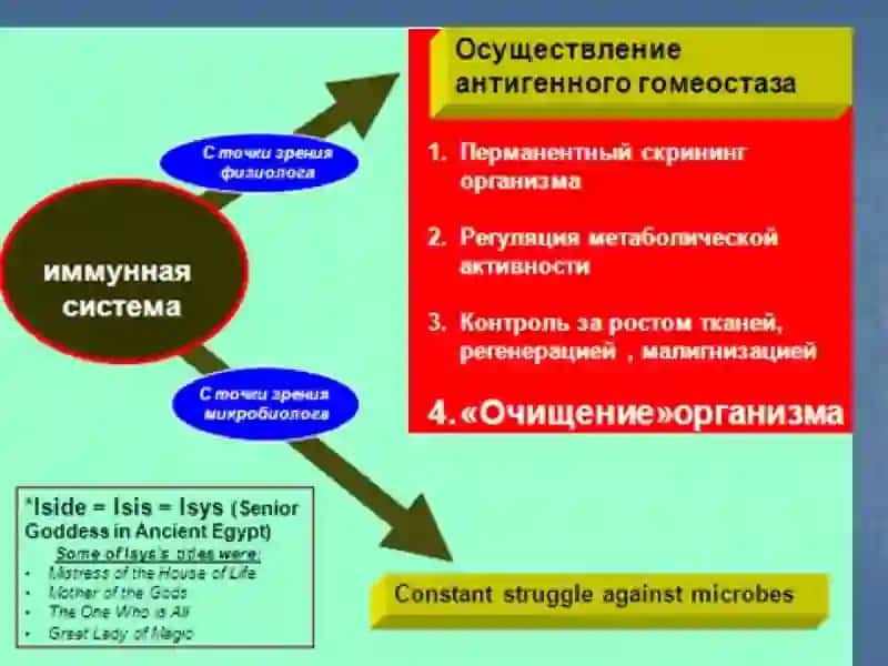 Иммунопатология ее роль в происхождении опухолевых клеток 3