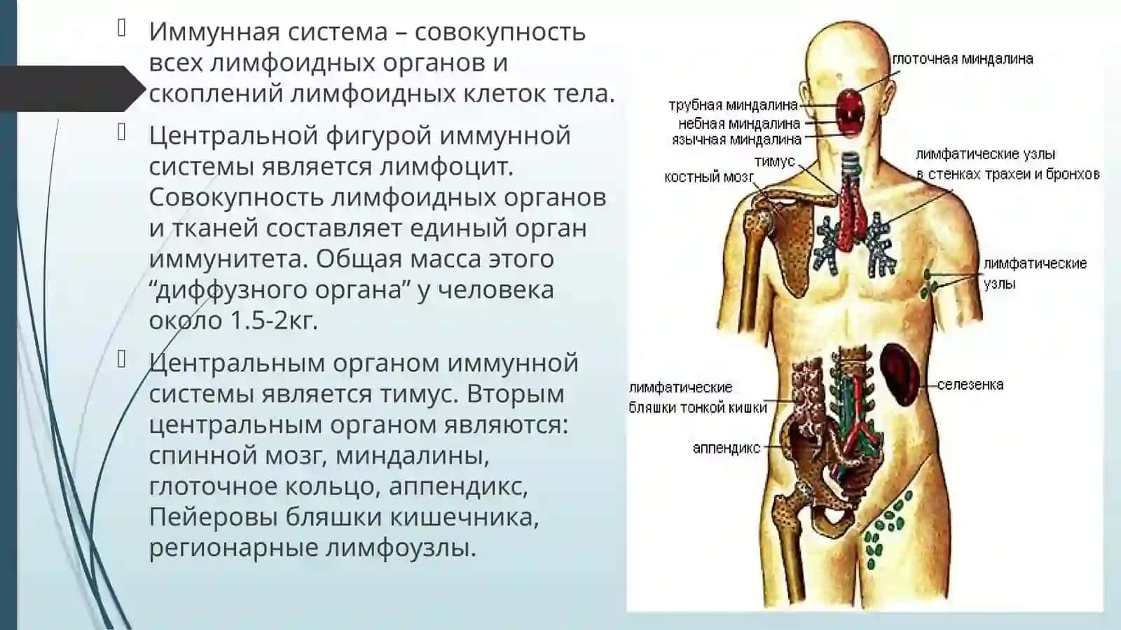 Основы иммунологии. Клеточный и гуморальный иммунитет. Иммуноглобулины 3