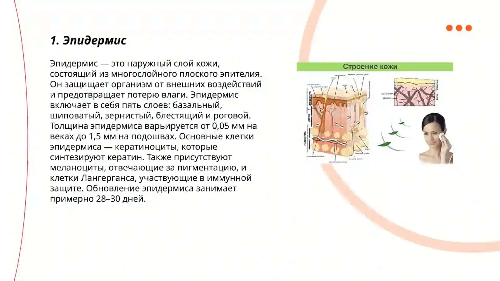 Строение и состав кожи 3