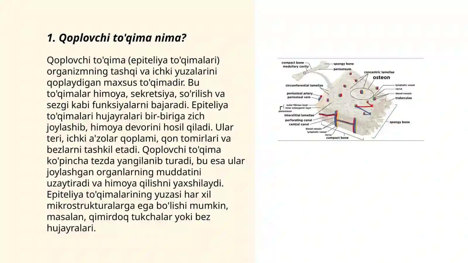 Qoplovchi to'qimaning tuzilishi 3