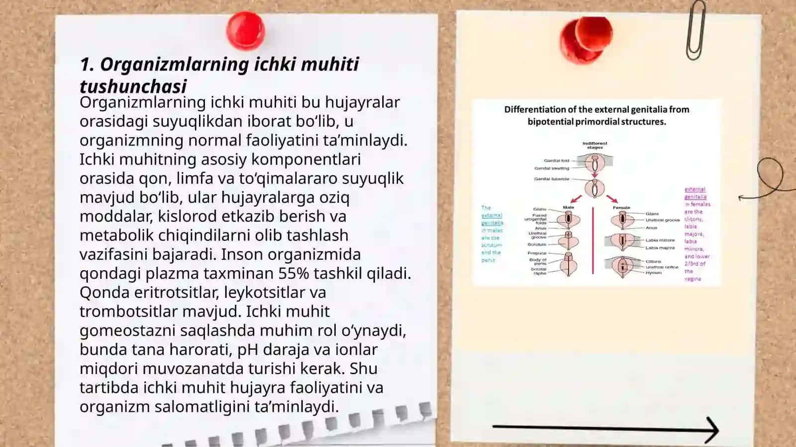Organizmni ichki muhiti ichki muhit va uning tarkibi ahamiyati 3