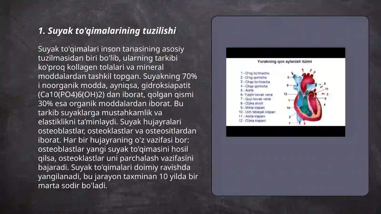 Suyak va tog‘ay to‘qimalarining tuzilishi organizmda joylashishi va faoliyati 3