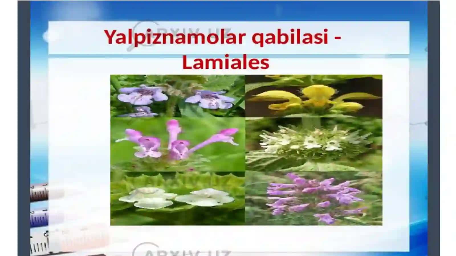 Osiyoyalpizinining yerustki qismi bioekologik va dorivorlik xususiyatlari 3