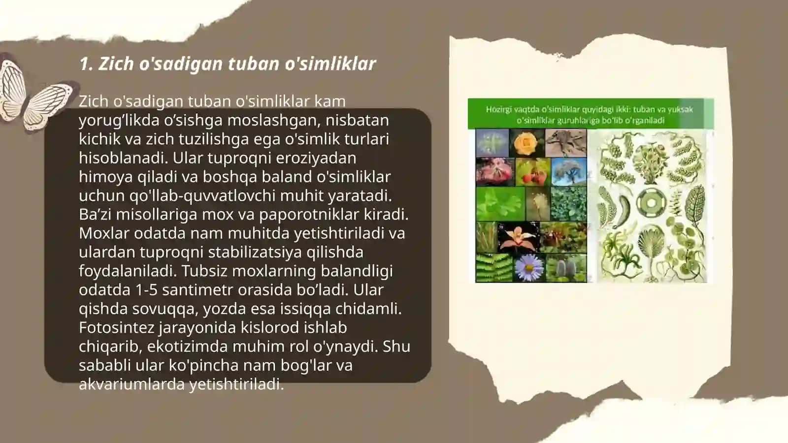 Zich o'sadigan tuban o'simliklar 3