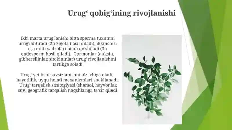 O’simliklardaurug’lanishvaurug’ningrivojlanishi 3