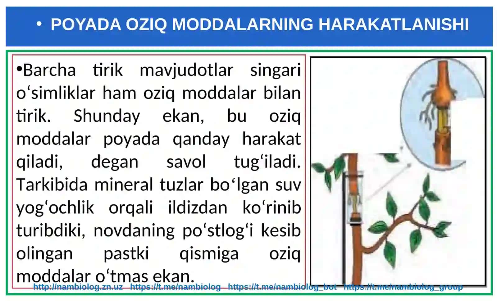Poyada oziq moddalarning harakatlanishi 3