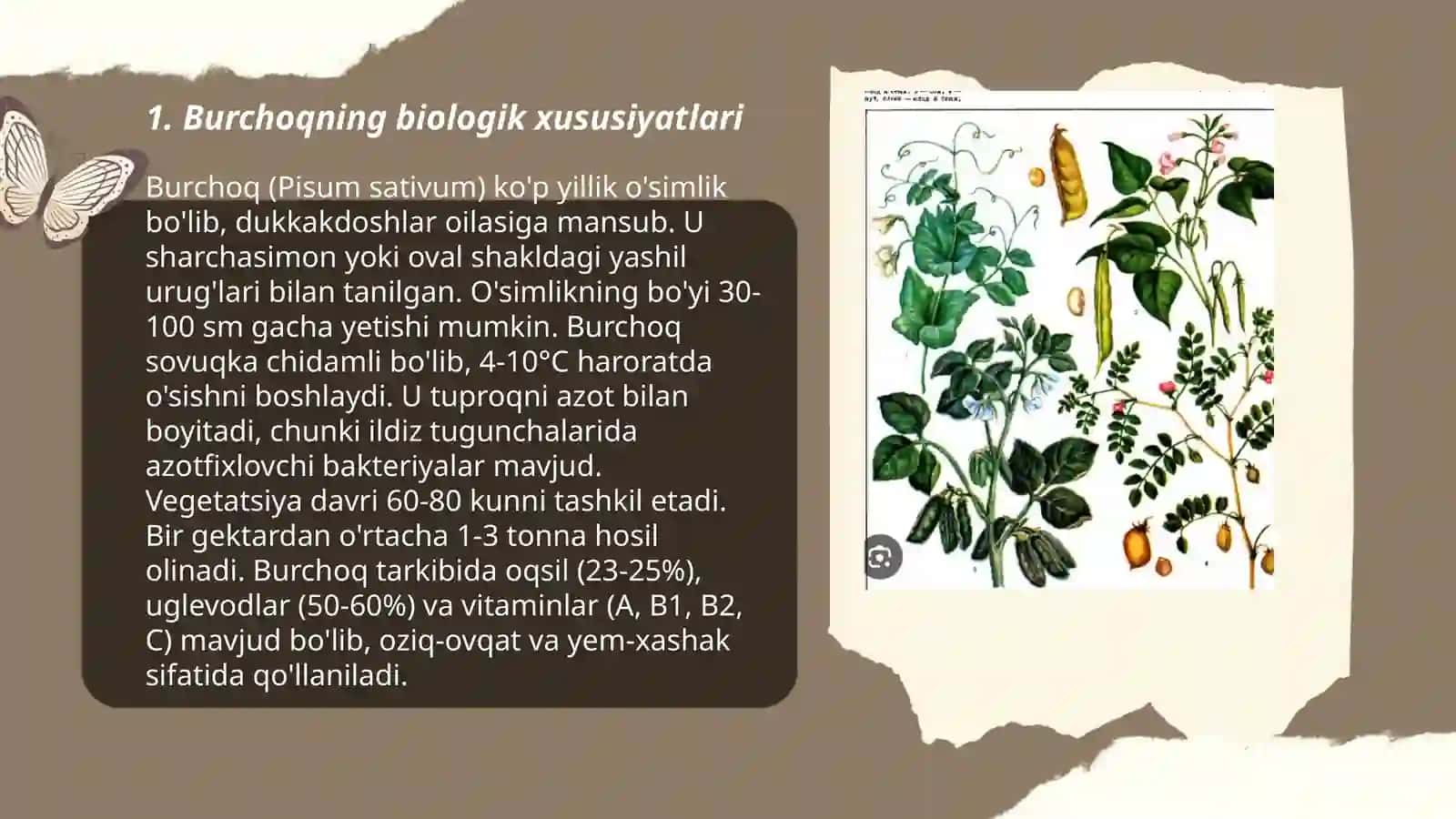 Burchoq biologiyasi va yetishtirish texnologiyasi 3