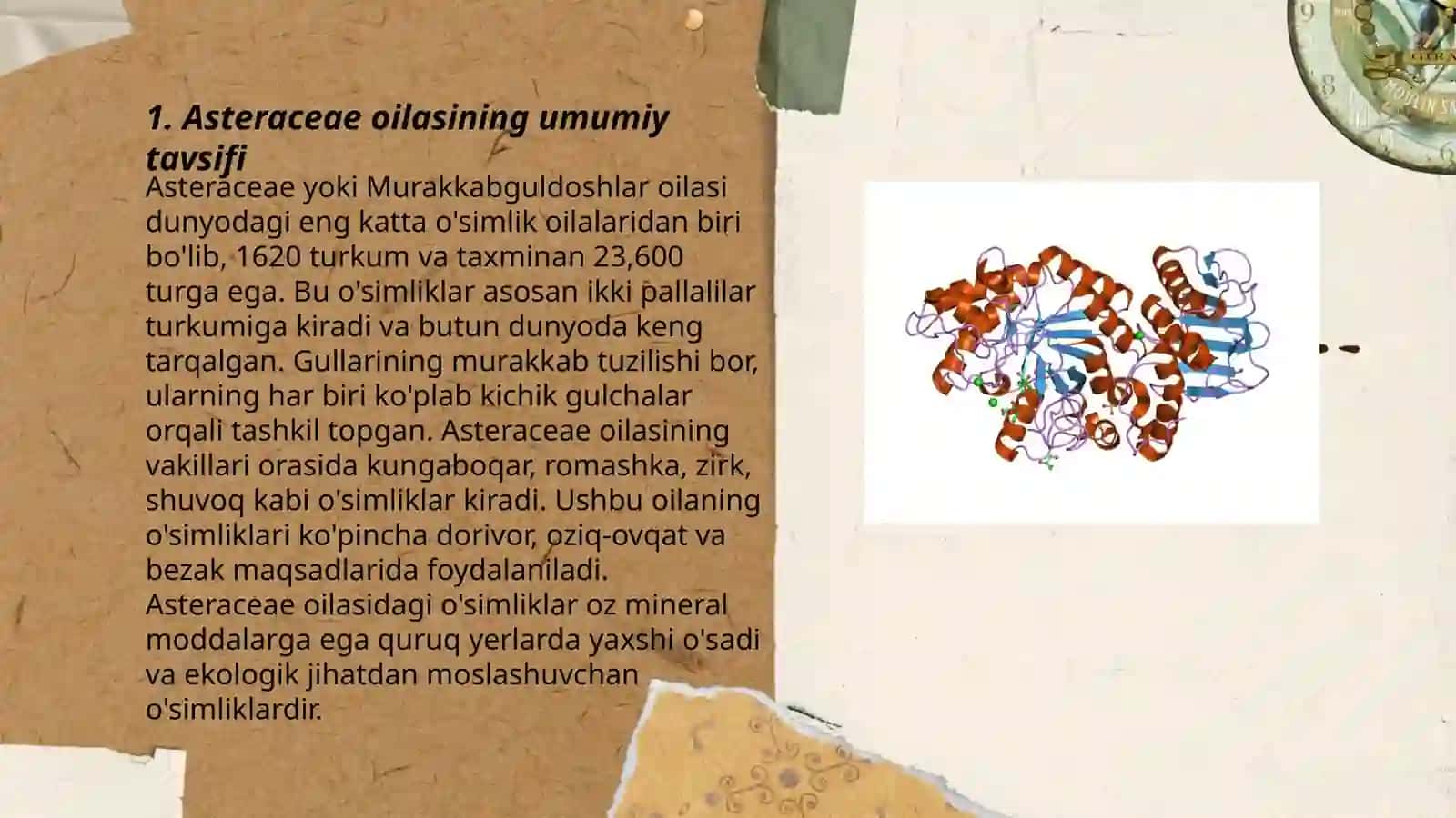 Qoqio‘tdoshlar oilasi -asteraceae vakillari 3