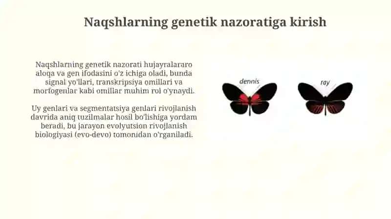Teri naqshlari ustidan genetik nazorat 3