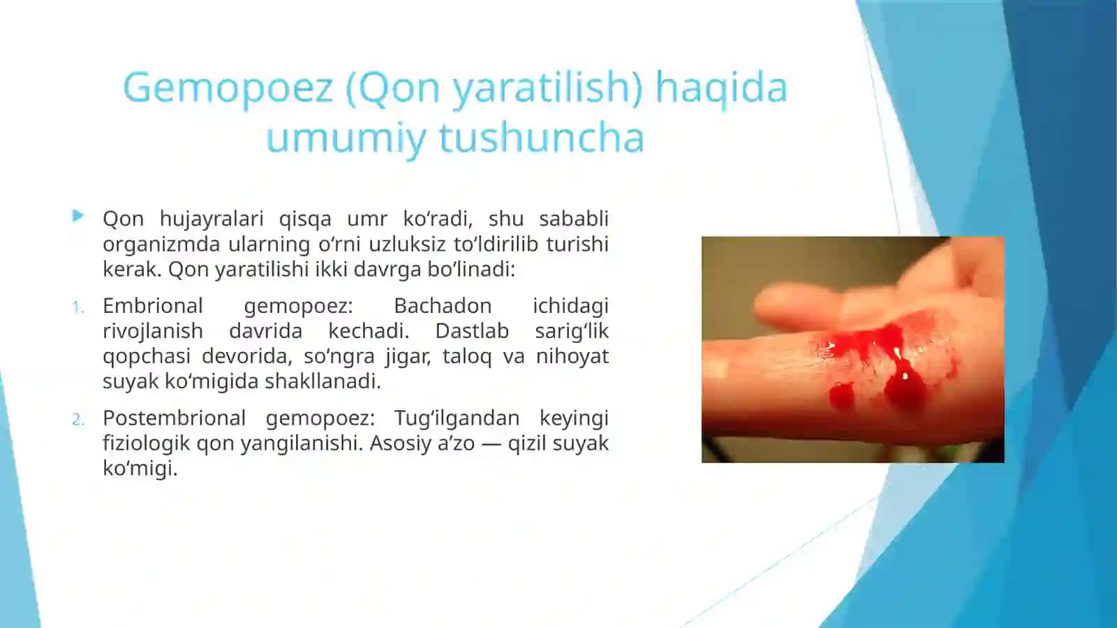 Qon yaratuvchi va immun a'zolari I 3