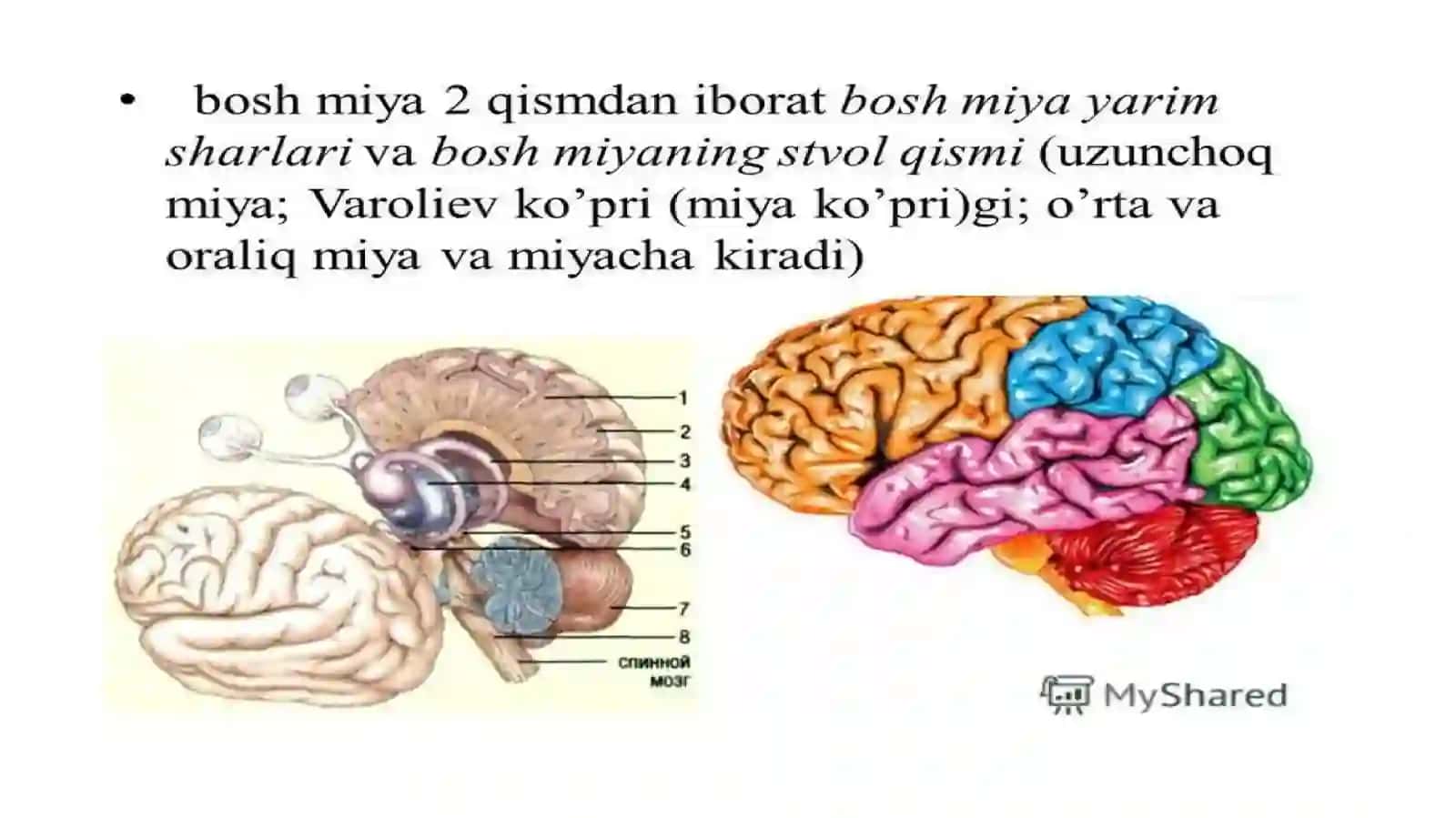 Oliy nerv faoliyati va uning yoshga bog’liq xususiyatlari 3