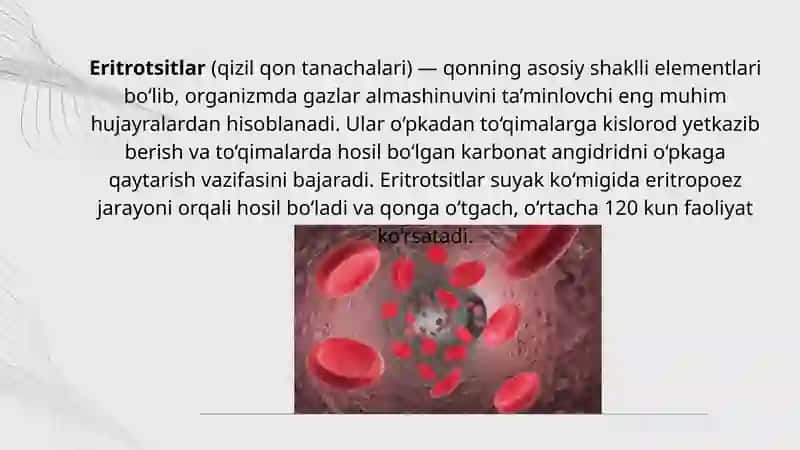 Eritrotsitlar 3