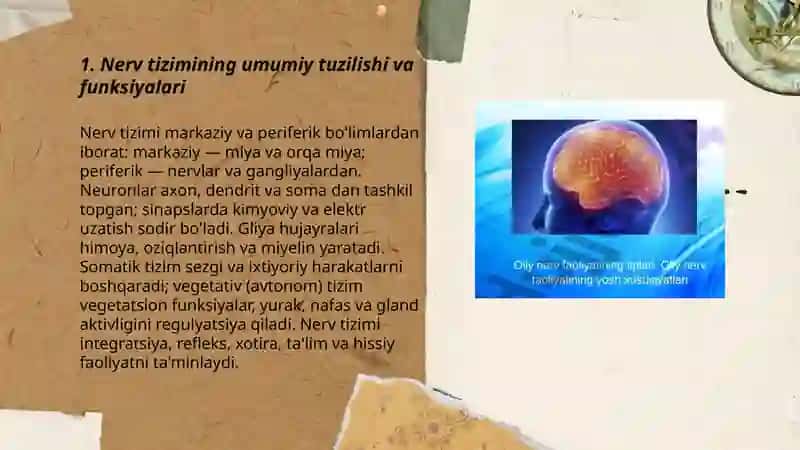 Nerv tizimining fizialogiyasi va yosh xususiyatlari 3