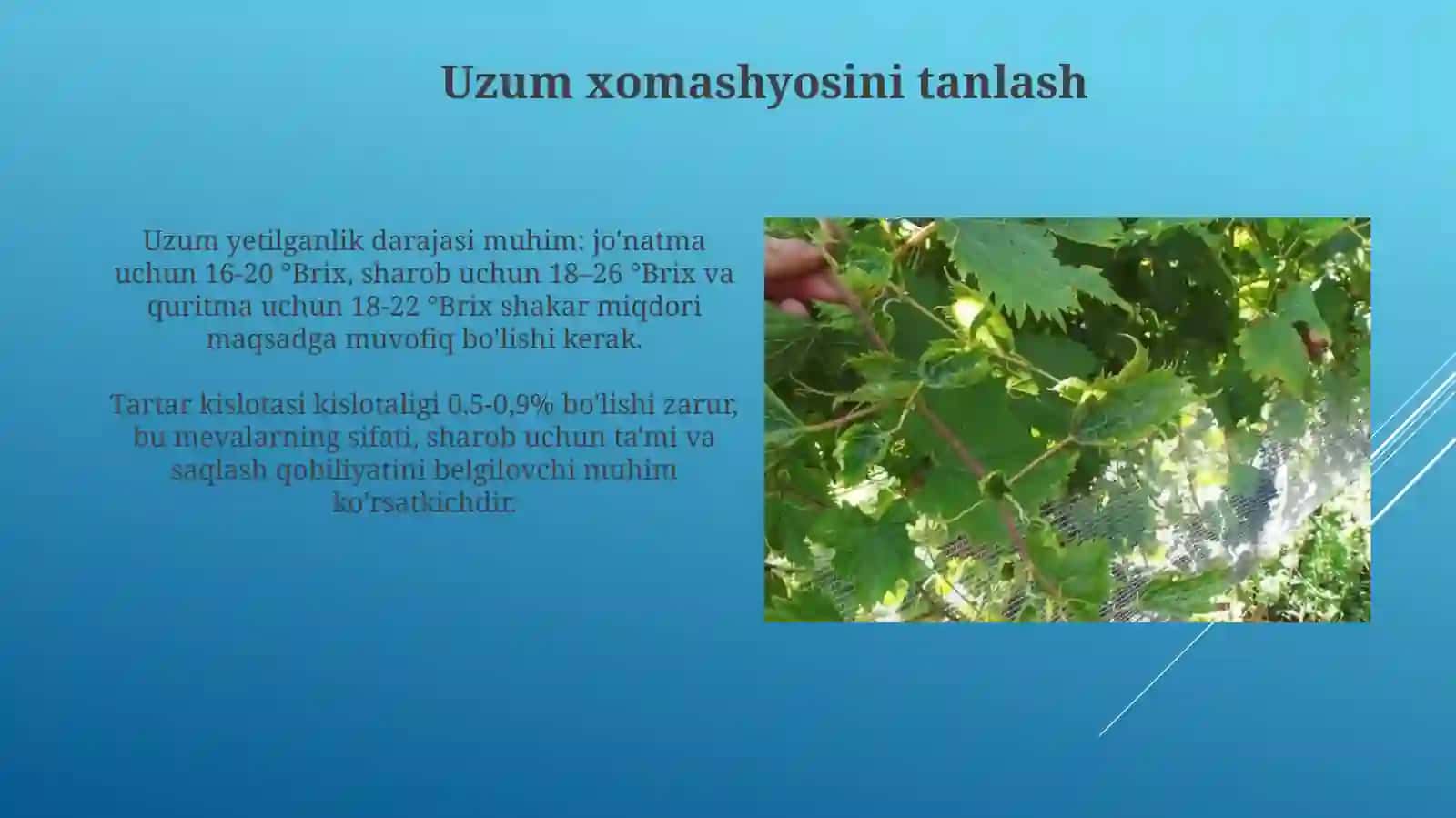 Uzumni qayta ishlash korxonalari va usullari 3