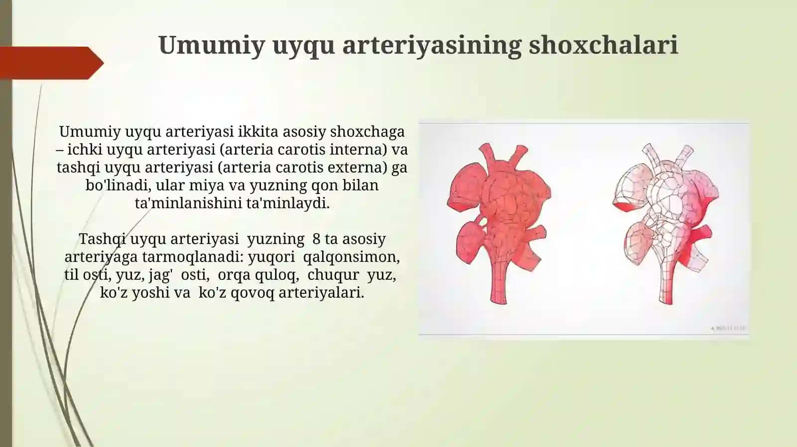 Aorta, aorta ravog'i, umumiy va tashqi uyquarteriyasi 3