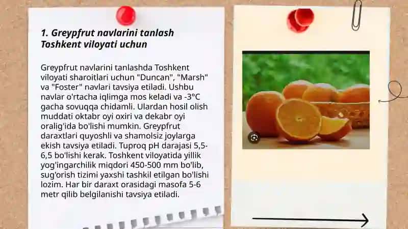 Greypfrut va apelsin navlarini tanlash Toshkent viloyati uchun 3