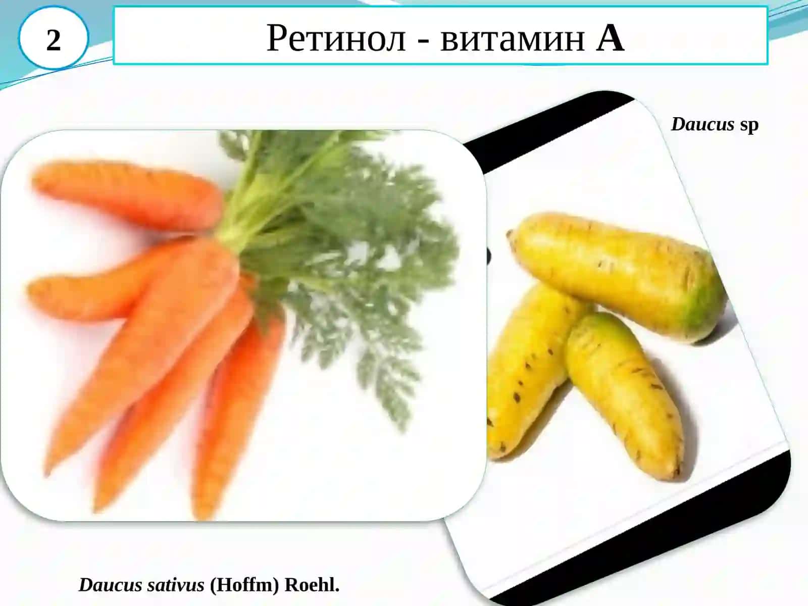 Ассистент Ф.М. Мардонов 3