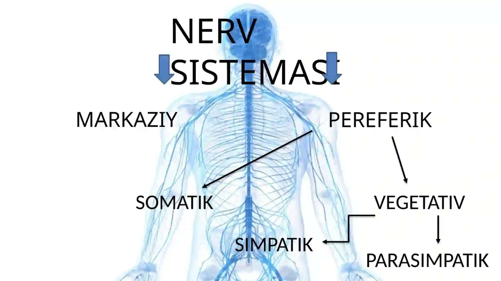 Vegetativ nerv tizimi 3