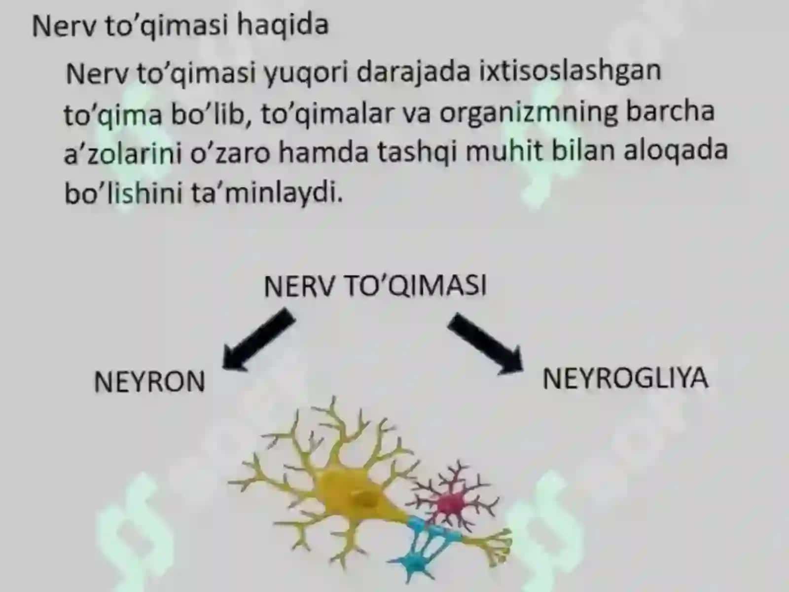Nerv oxirlari, ularning turlari, gistalogik tuzilishi.Immunjarayonlariningmorfologikasoslari. 3