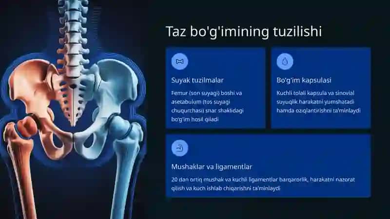 Taz bo'g'imlarining mexanikasi 3
