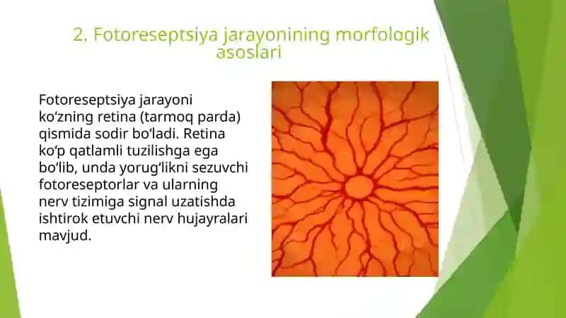 Fotoretseptsiyaning morfologikasoslari 3