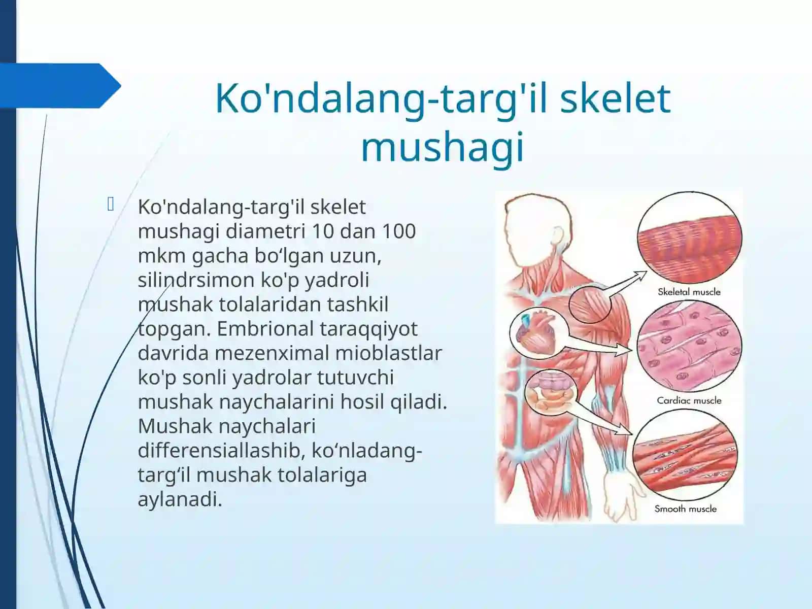 Ko’ndalang-targ’ilmushaklarningmorfologikxususiyatlari 3