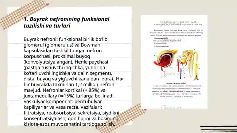 Buyraklar fiziologiyasi 3