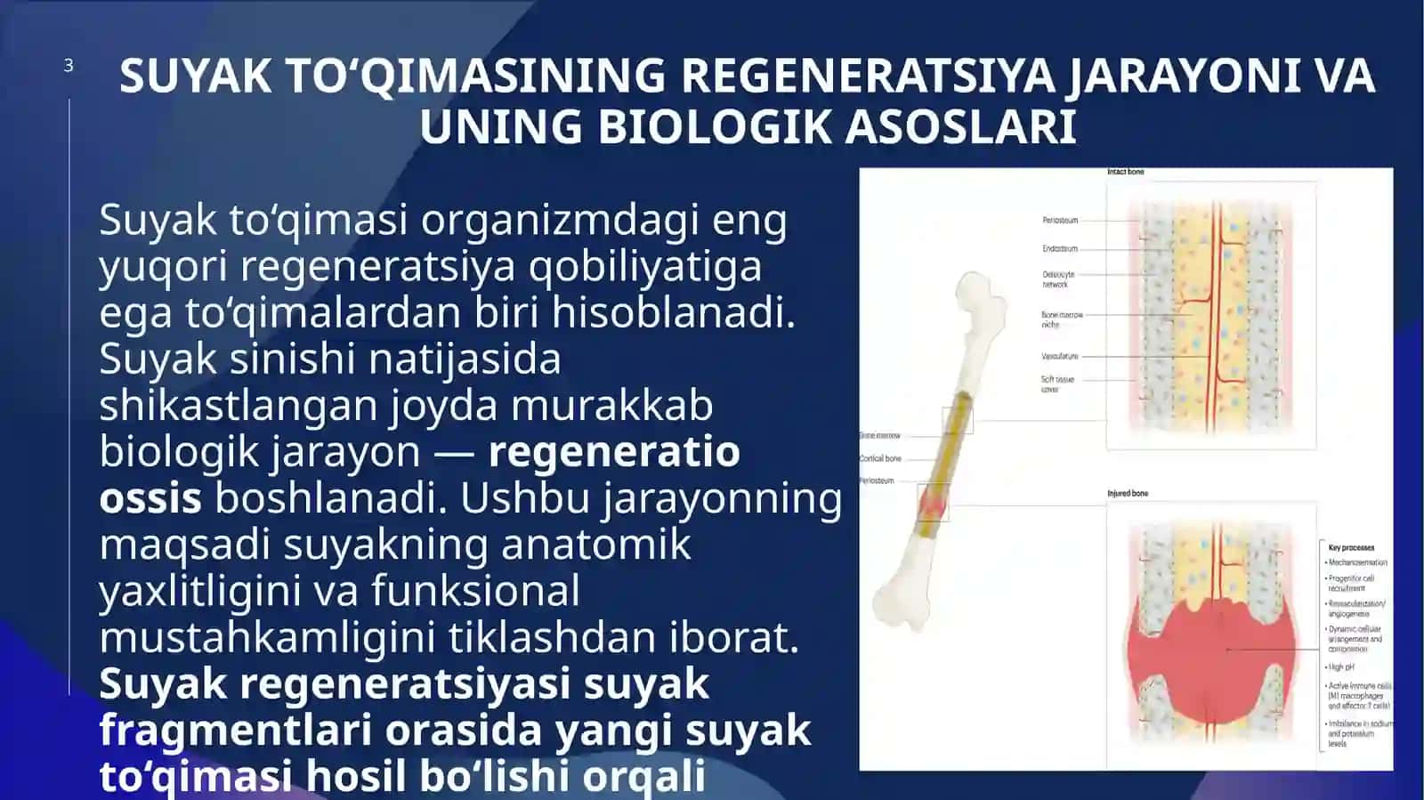 Suyak to‘qimasining regeneratsiyasini stimulyatsiya qilish 3