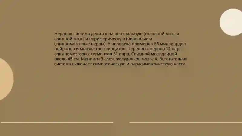 Нервная система 3
