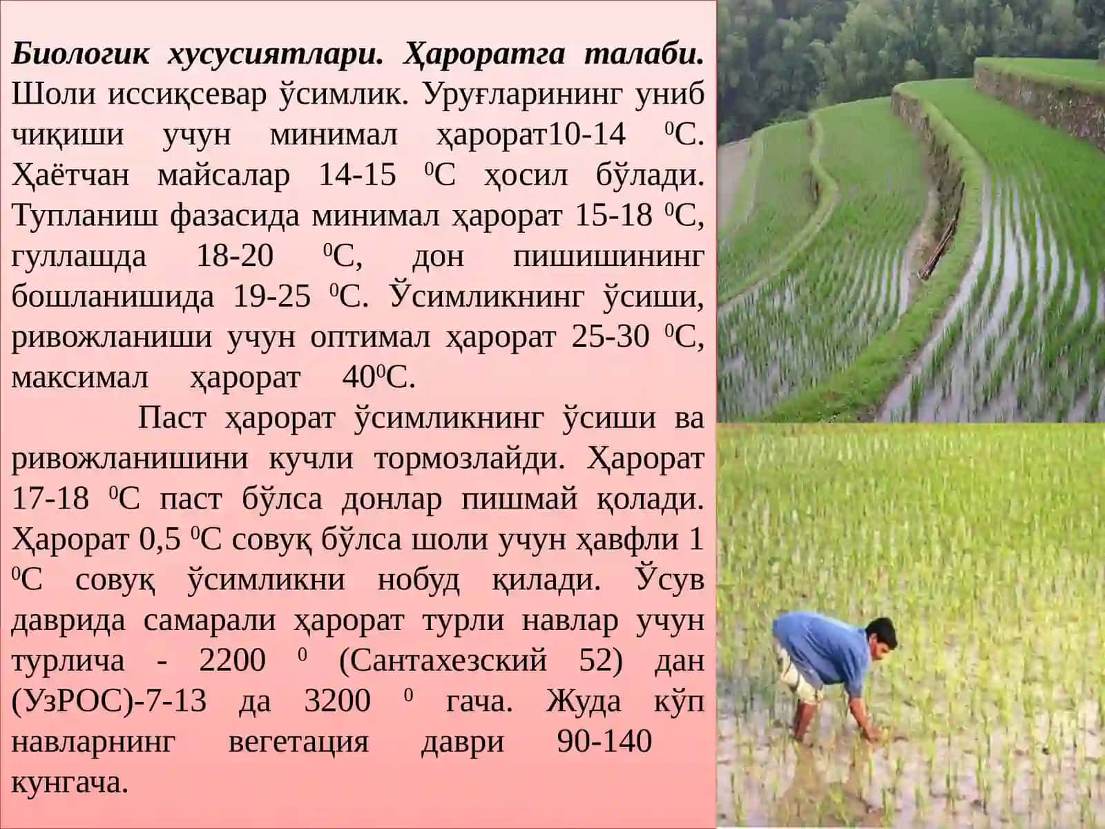 ШОЛИ БИОЛОГИЯСИ ЕТИШТИРИШ ТЕХНОЛОГИЯСИ 3