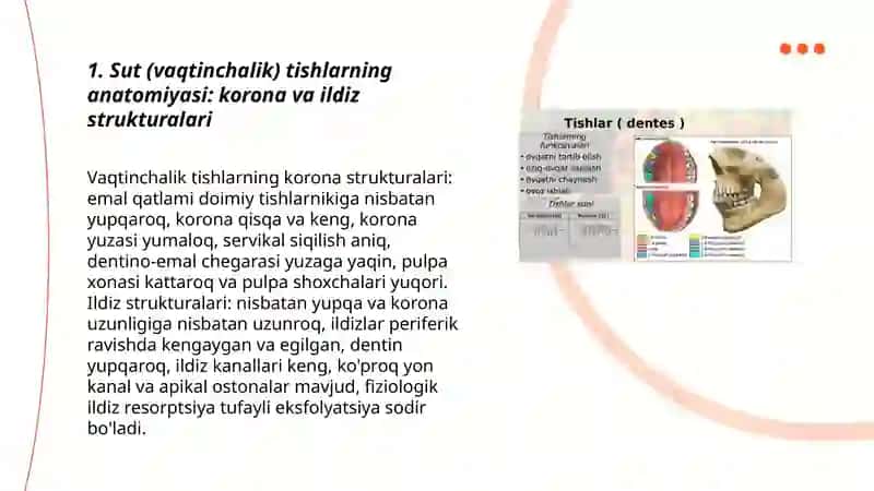 SUT (VAQTINCHALIK) TISHLASHNING ANATOMIYASI VA FIZIOLOGIYASI 3