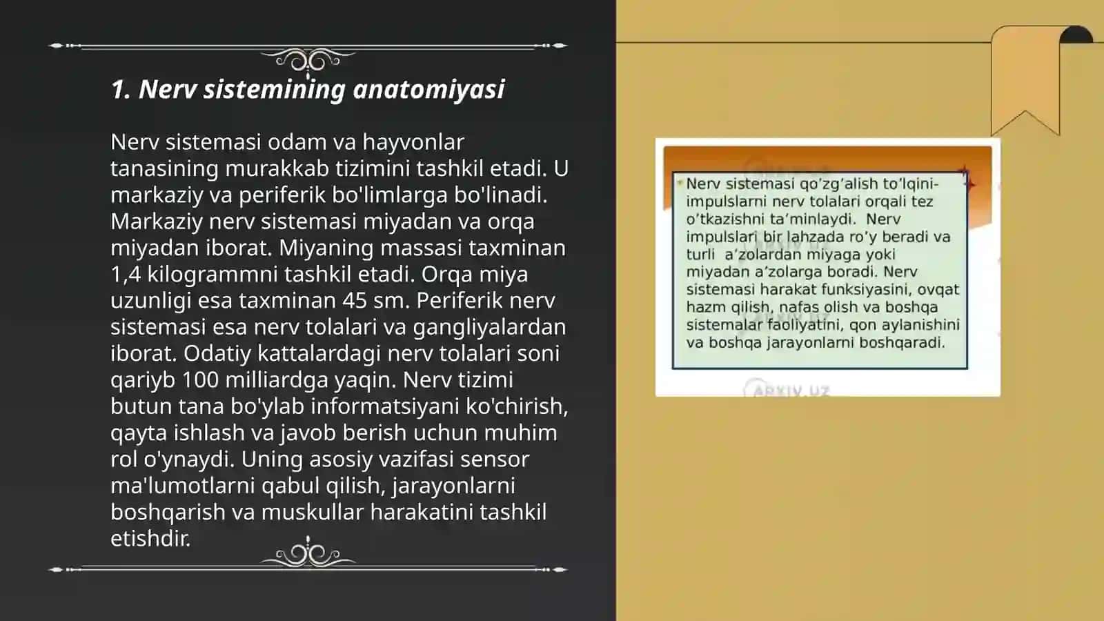 Nerv sistemasi 3