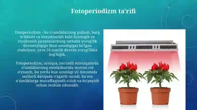 Fotoperiodizm, yorugʻlikning oʻsimliklar uchun ahamiyati 3