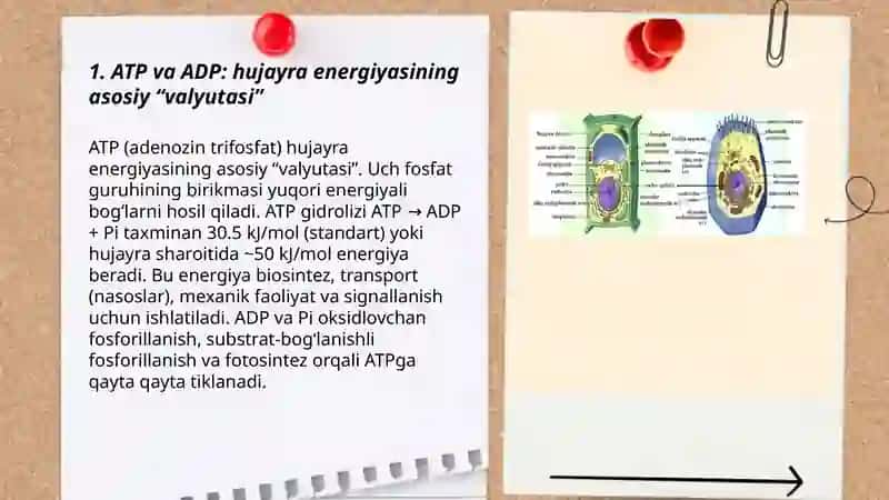 Hujayra energiyasining shakillari va hosil bolish usullari 3