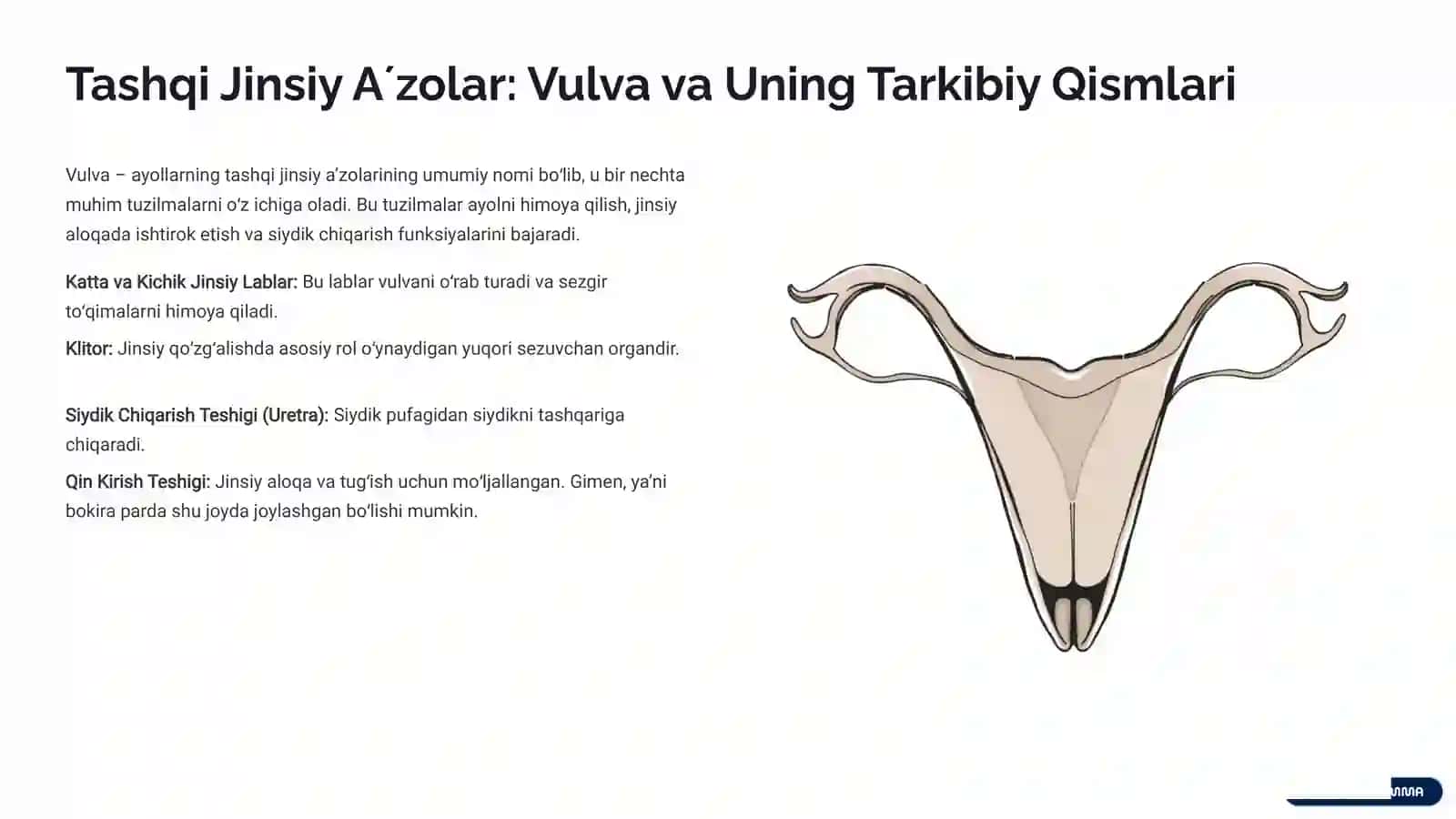 Ayollar Jinsiy Aʼzolari: Anatomiyasi va Fiziologiyasi 3